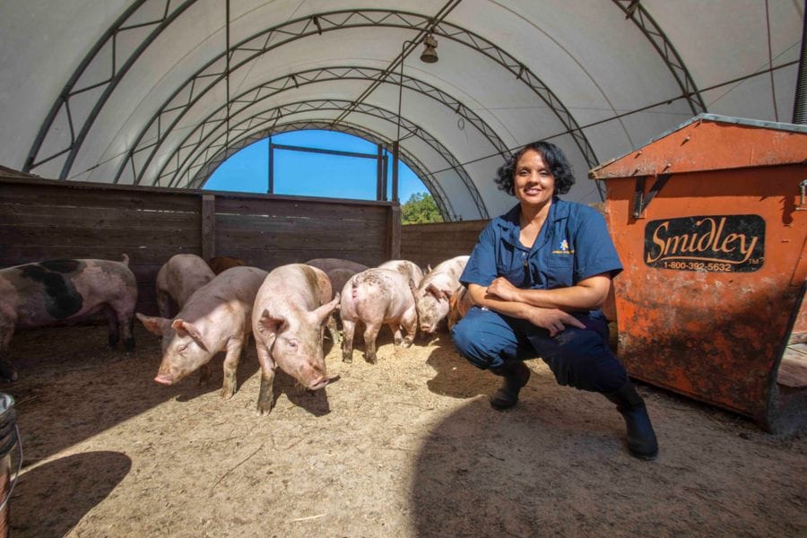Minor receives NIFA AFRI grant to study moringa’s effect on heat-stressed sows