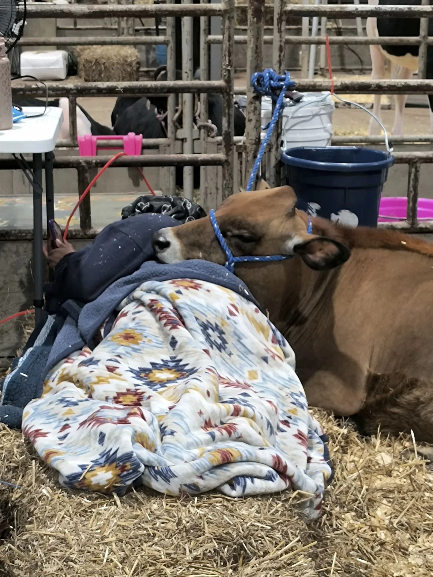 Alysse Givan caught sleeping with her heifer at the 2025 N.C. State Fair.