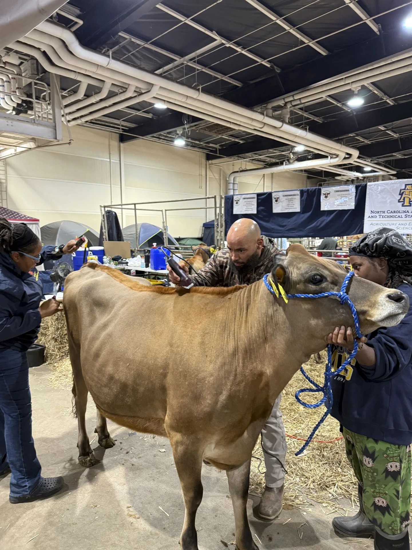 From left: Lauren Mayo, Ph.D., Corey Burgess and Alysse Givan get a heifer ready for the show at the N.C. State Fair.