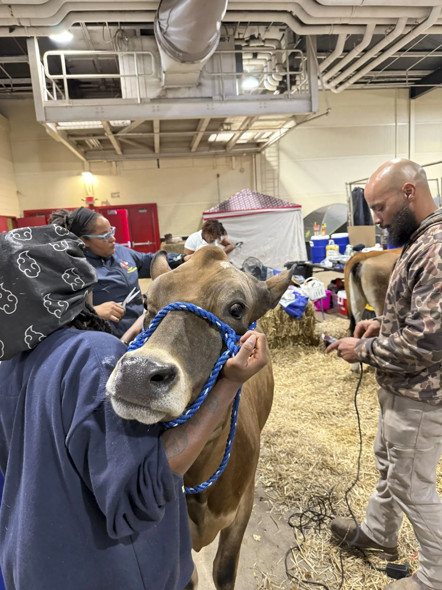 Alysse Givan holds a heifer while Lauren Mayo, Ph.D.,and Corey Burgess work on the perfect cut at the 2025 N.C. State Fair.