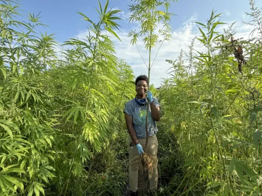 A person stands in a field surrounded by tall plants, holding a handful of soil and roots. They wear gloves and a shirt, with blue sky and greenery in the background.